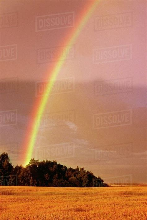 Rainbow Over Field Alberta Canada Stock Photo Dissolve