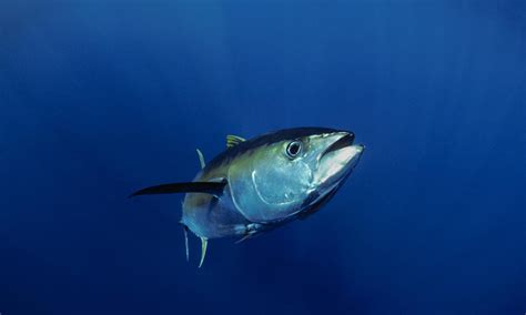 Yellowfin Tuna Species Wwf