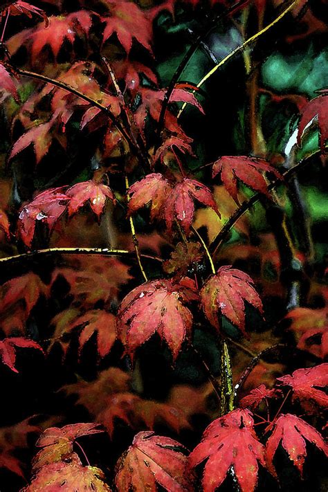 Watercolor Japanese Maple Detail After The Rain 1785 W2 Photograph By