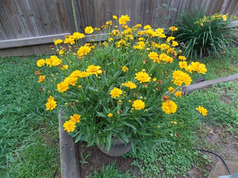 The disk flower is about 1/4 inch in diameter and has a very small brown center surrounded by yellow surrounded by a black ring. Yellow Wildflowers | Yellow wildflowers, Wild flowers, Plants