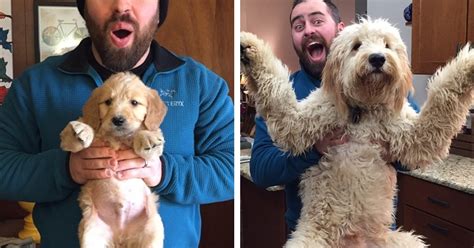 Then And Now Puppy Photos Of Adorable Dogs Growing Up