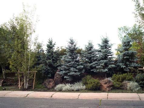 Staggered Evergreens Ground Cover Boulders A Densely Planted Berm
