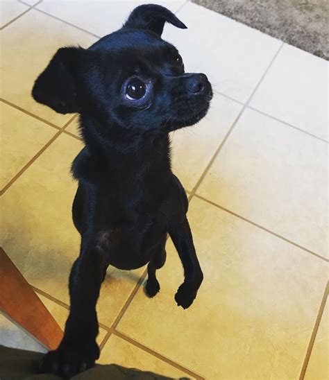 Pretty All Black Chihuahua Really Cute Puppies Chihuahua Dogs