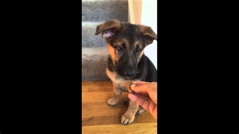 Many gsd puppy ears don't stand up until months later and that's perfectly normal. 11 weeks old german shepherd dog (GSD) - ears starting to stand up - YouTube