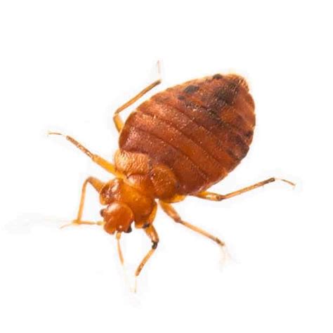 What Are Bed Bugs Everything You Need To Know About Bed Bugs