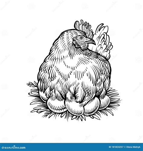 Farm Hen On The Nest Vector Sketch Chicken With Eggs Stock Vector