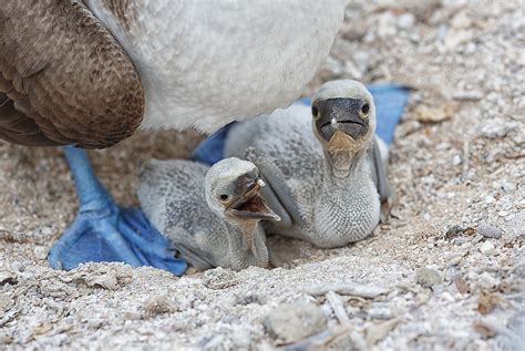 Blue Footed Booby Young Chicks In Nest Impr A1c1600 Isla Lobos