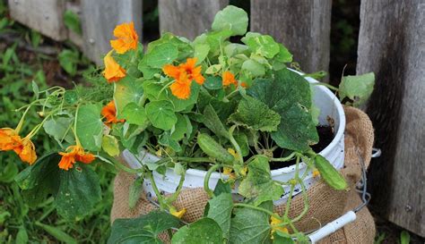 Build A 5 Gallon Bucket Garden To Grow Tons Of Fresh Veggies