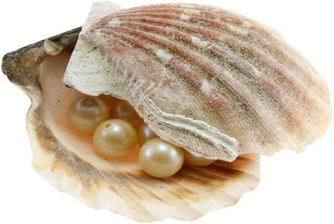 Seashell Png Transparent Image Download Size 2207x1484px