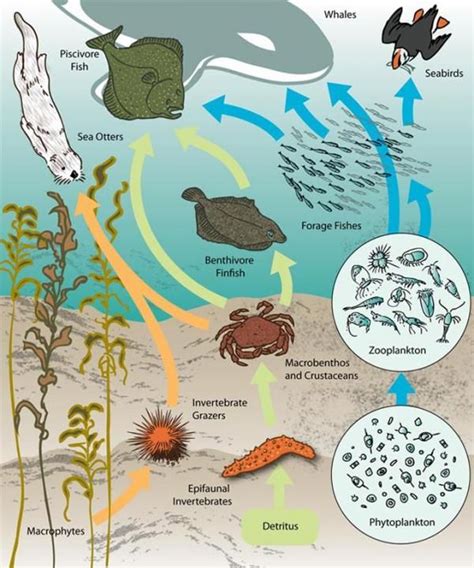 Ocean Acidification Ocean Food Chain Food Web Ocean Food Web Sea Otter