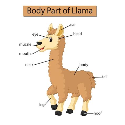 Diagram Showing Body Part Of Llama Premium Vector