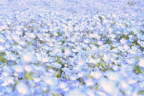 Stunning Blue Flower Field In Japan Goes Viral Festival Was Cancelled