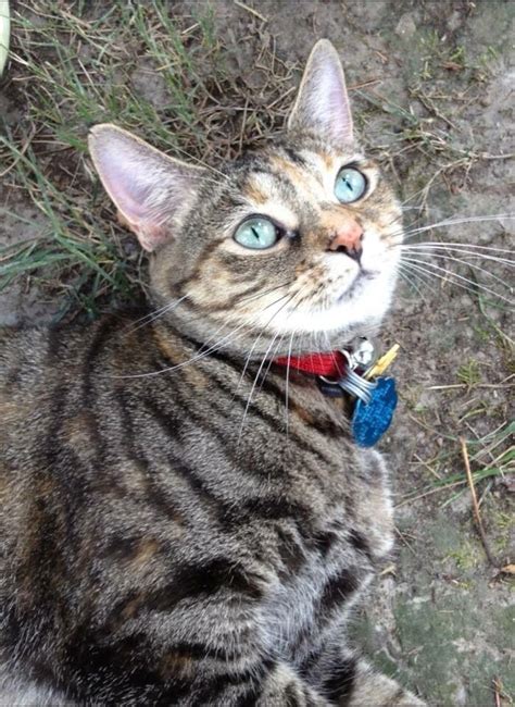 Lost Cat American Shorthair In Chula Vista Ca Lost My Kitty