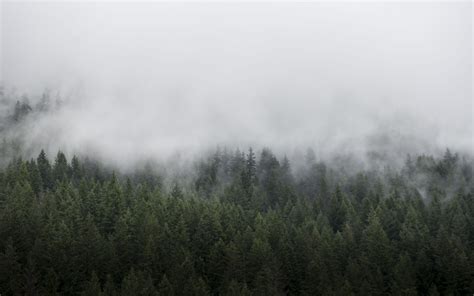 Download Wallpaper 3840x2400 Forest Trees Fog Landscape Nature 4k