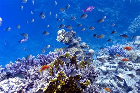 Coral Reef On The Bottom Of Red Sea With Hard Fi Stock Image Image