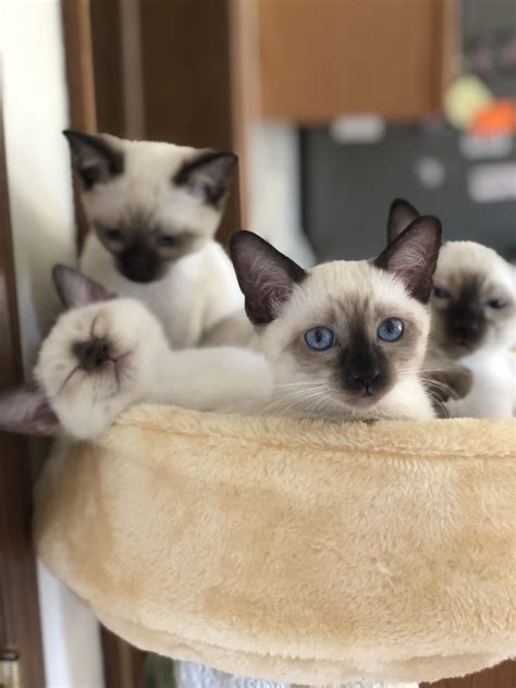 Gallery Dilworthtown Siamese Traditional Siamese Kittens