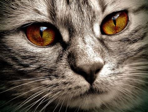 O Que Significa Quando Os Gatos Têm Pontos Nos Seus Olhos Bodytech