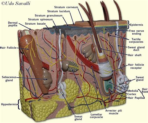 Pin By Lily Sue On Integumentary System Skin Model Anatomy Models