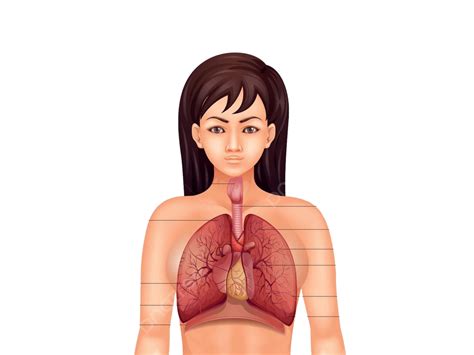Sistema Respiratório Humano Corpo Pulmão Brônquico Vetor Png Corpo
