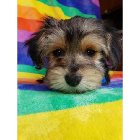 As you consider home euthanasia for your pet, you don't need to feel alone. Beautiful male Yorkie puppy ready for a home in Peoria ...