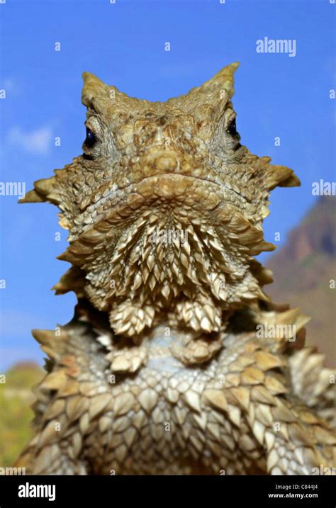 Giant Horned Lizard Phrynosoma Asio Portrait Stock Photo Alamy