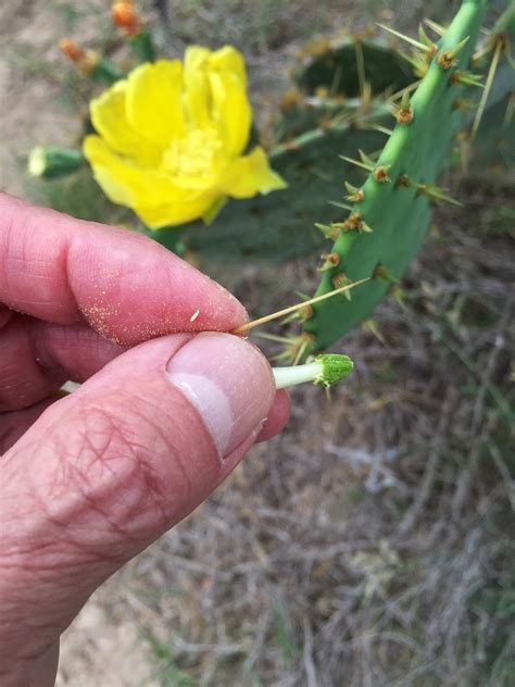 Cacti flowers of the holiday cactus varieties (including thanksgiving and easter holiday cactus are very easy to grow and make great houseplants. Woods Roamer: HOW TO MAKE DARTS FROM NOPAL CACTUS FLOWERS