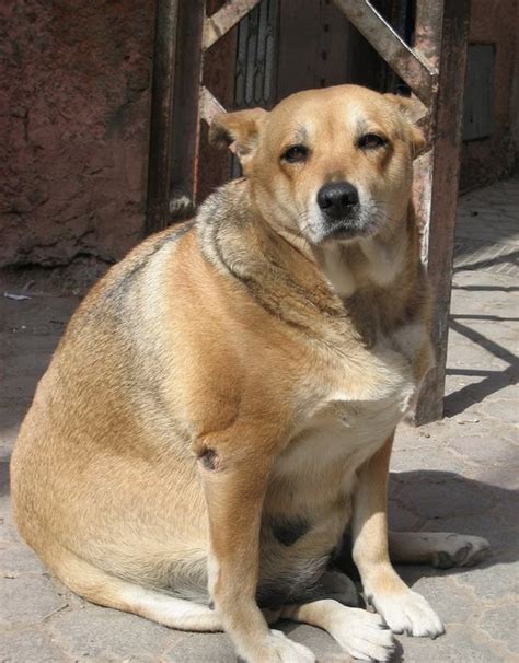 Funny Fat Dogs Pictures Funny Animal