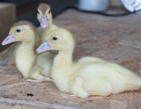 Hey 4 Muscovy Ducklings For Salethey Came From White Muscovy Ducks
