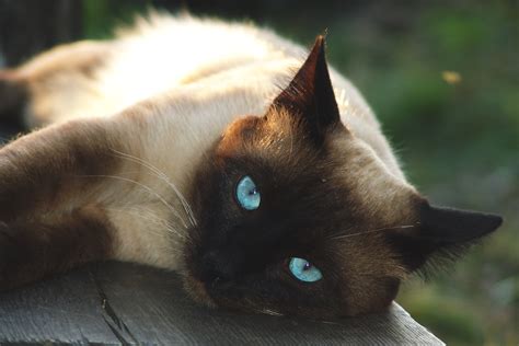 Car cat free in picture video fancy cats pictures animals gatos animales. Siamese Cat Free Stock Photo - ISO Republic