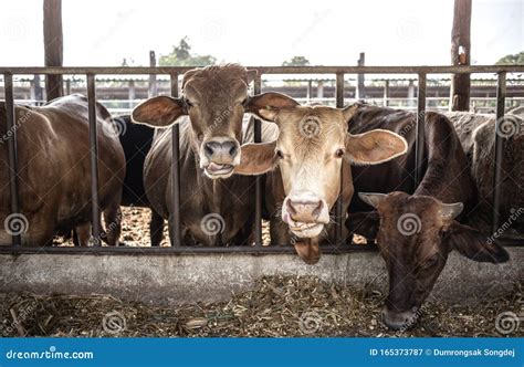 The Cows In Farmer Stock Waiting For Feeding Green Grasses 库存图片 图片 包括