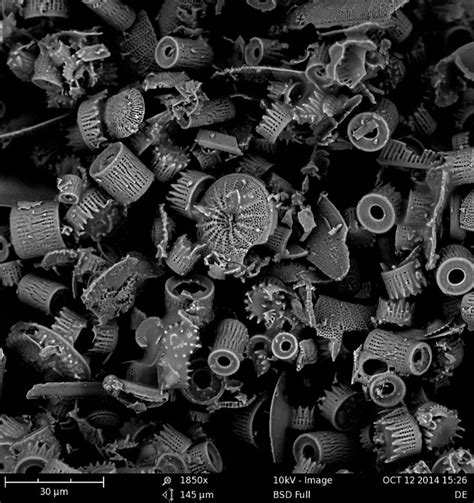Electron Image Of Diatomaceous Earth Natural World Microscopic