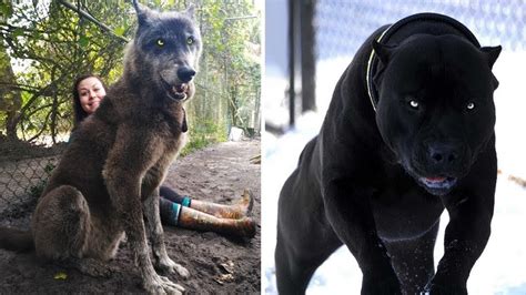 Top 30 Worlds Most Dangerous Dog Breeds You Need To Know