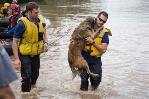 12 Fotos Inspiradoras De Pessoas Salvando Seus Animais De Estimação Durante O Furacão Harvey