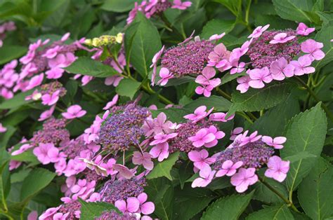 Lacecap Hydrangea Plant Care And Growing Guide