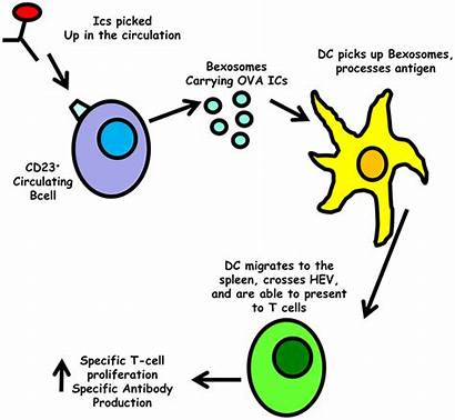 Immune Immunity Humoral Mediated Mechanism Ige Complex