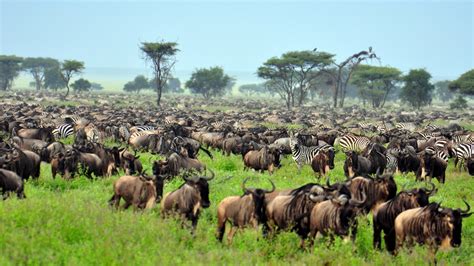 The Serengeti Plain Facts About National Park And Animals