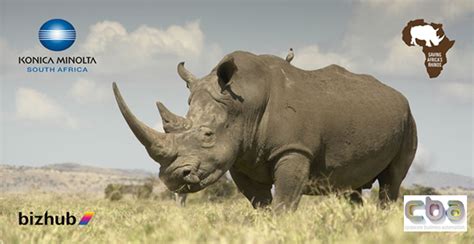 Cba Support The Save The Rhino Wwf Fund Cba Group
