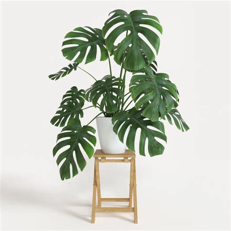 This is just the minimum amount as there are ways to. Hip House Plants | Centsational Style