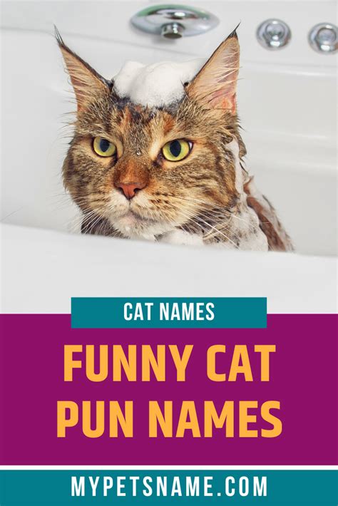 Funny Cat Names Puns Cat Mania