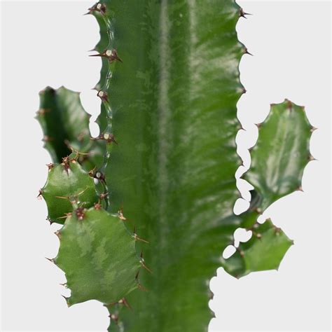 Euphorbia Acrurensis 55 Cm