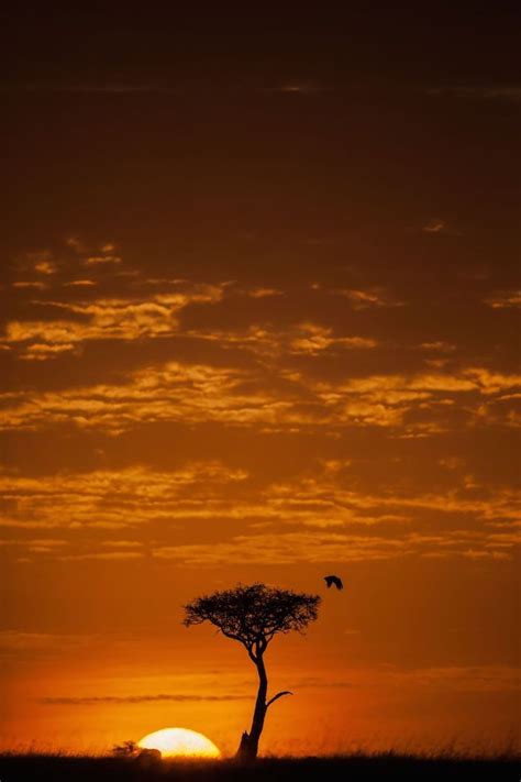 Stunning Photos Of Masai Mara Kenya At Sunrise And Sunset Sunset
