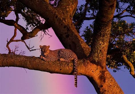 Amazing Photos Show East African Leopard Hiding In Trees As A Rainbow