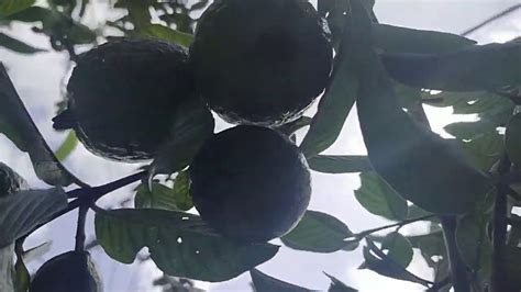 Pos tentang bertani di halaman rumah yang ditulis oleh. Memetik buah jambu biji di halaman rumah lebat sekali buah ...