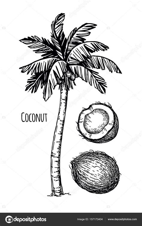 Dibujos Fruta Coco Para Dibujar Fruta De Coco De Dibujo De Palmeras