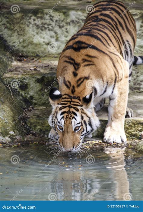 Tiger Stock Image Image Of Feline Bengal Species Undomesticated
