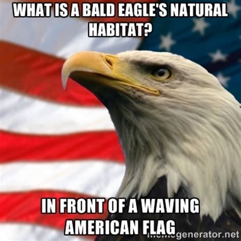 Funniest Bald Eagle Meme Compilationamerica Bald Eagle Bald Eagle