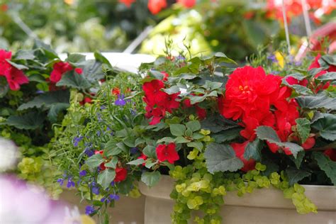 Annuals And Container Gardens Tagawa Gardens Color For Instant Appeal
