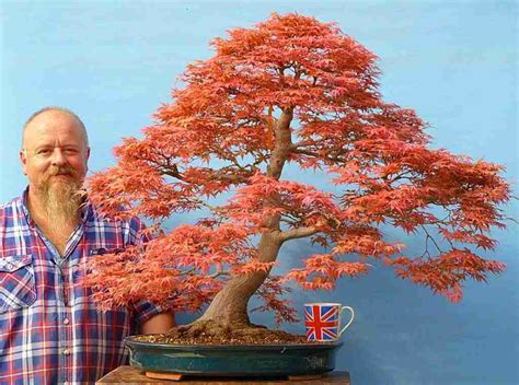 Top How To Bonsai A Maple Tree In The World The Ultimate Guide Bonsaiify