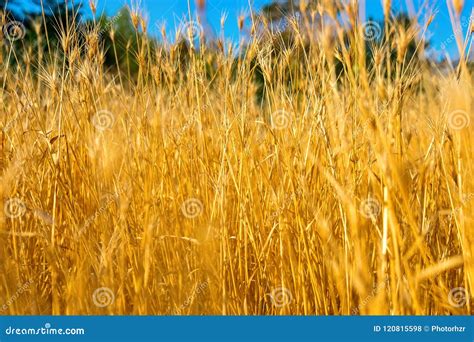 Yellow Grass Dry Stock Photo Image Of Drought Countryside 120815598