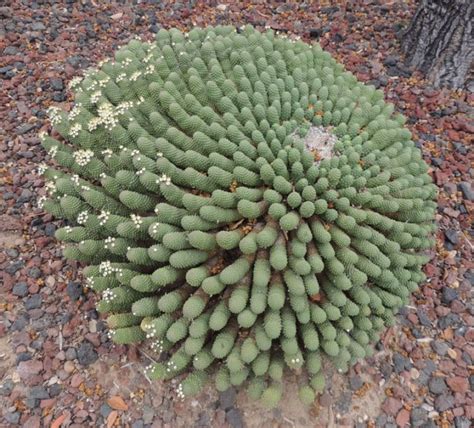 Euphorbia esculenta - Agaveville